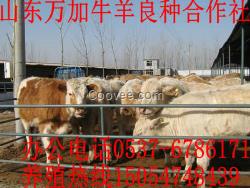 肉羊养殖肉牛养殖牛养驴养马肉羊培育基地