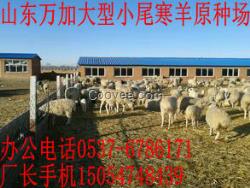 肉牛养殖牛养驴养马肉羊培育基地