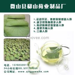 供應(yīng)特技干荷葉/茶/廠家直銷