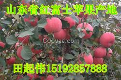 山東省冷庫蘋果價格