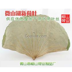 荷葉批發(fā)供應(yīng)微山湖荷葉 荷葉絲