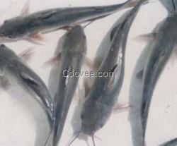 批發鯰魚/三葉生態園供/河南鯰魚