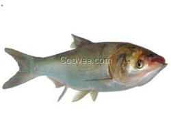河南白鰱魚苗/三葉生態(tài)園供/白鰱