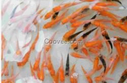 鯉魚苗報價/三葉生態園供/鯉魚批