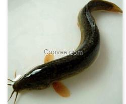 河南草魚/三葉生態園供/泥鰍廠家