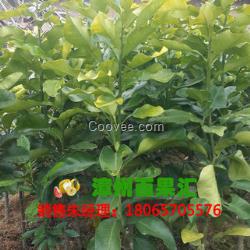 供應紅肉蜜柚苗|紅心密柚苗|火紅蜜柚苗