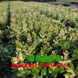 正達紅心蜜柚苗|琯溪紅心蜜柚|蜜柚苗