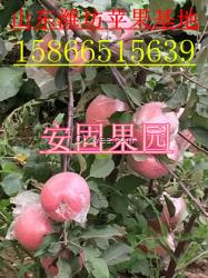 山東濰坊紅富士蘋果基地