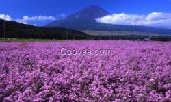 花海迷宮好去處