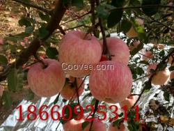 山東蘋果產地低價供應紅富士