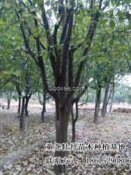 木瓜苗批發  菏澤木瓜樹苗價格