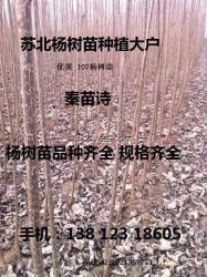 107杨树苗图片 大量出售杨树苗