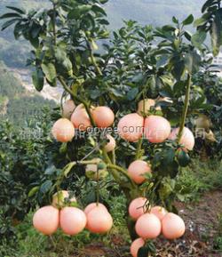 福建平和新鮮官溪三紅蜜柚