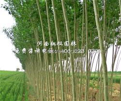 楊樹工程苗桃楓園林粗壯種苗選自河南桃楓園