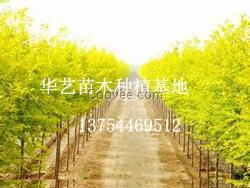 金葉榆_金葉榆價格