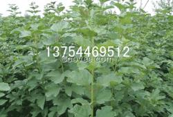 天目瓊花|天目瓊花常年批發(fā)