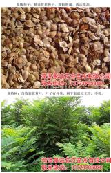 供應臭椿種子