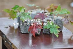 美國紅楓價格桃楓園林廠家直銷苗木