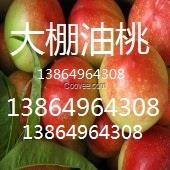 山東大棚油桃成交價格