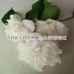 藥材植物白木槿成品苗白色木槿小苗