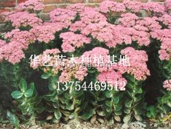 八寶景天/八寶景天低價供應