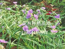 苗木花卉/苗木花卉低價(jià)供應(yīng)