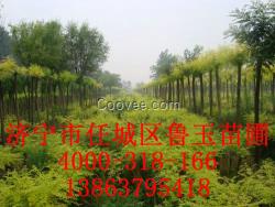供應直銷黃金槐行道樹量大優惠