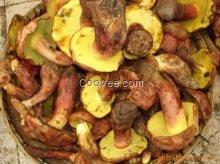 上海野生菌種類 尼海野生菌種類繁多