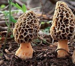 深圳野生菌種類 尼海野生菌種類繁多