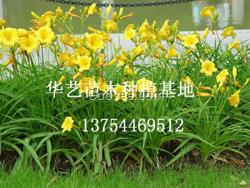 金娃娃萱草/金娃娃萱草種植基地