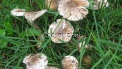 上海野生菌批發價格  根據不同野生菌產品