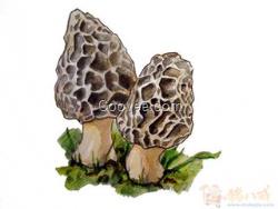 福建野生菌批發價格  根據不同野生菌產品