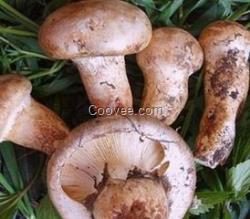 浙江野生菌批發價格  根據不同野生菌產品