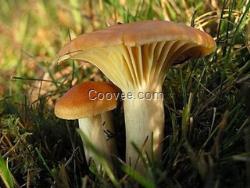 云南野生菌批發價格  根據不同野生菌產品