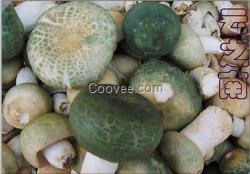 海南野生菌批發(fā)價(jià)格  根據(jù)不同野生菌產(chǎn)品