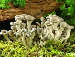 陜西野生菌批發(fā)價格  根據(jù)不同野生菌產(chǎn)品