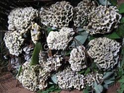 天津野生菌批發(fā)價格  根據(jù)不同野生菌產(chǎn)品