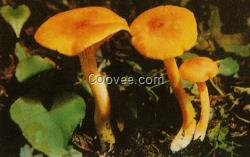 廣東野生菌批發價格  根據不同野生菌產品