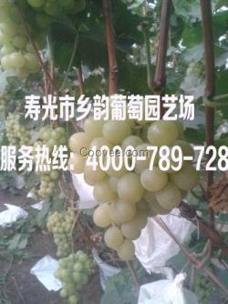 冰美人葡萄弗雷無核葡萄巨峰葡萄