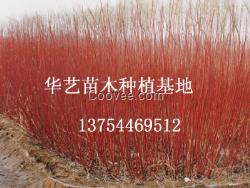紅瑞木/出售紅瑞木