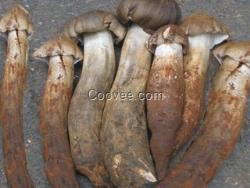 云南野生菌火鍋配料 種類繁多 美味可口