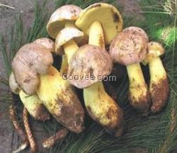 北京野生菌火鍋配料 種類繁多 美味可口