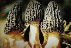 江蘇野生菌火鍋配料 種類繁多 美味可口