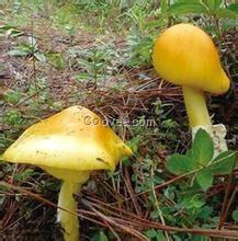 深圳野生菌火鍋配料 種類繁多 美味可口