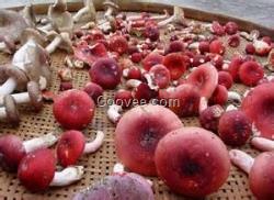 海南野生菌批發(fā)網(wǎng) 品種多樣 質(zhì)量 1