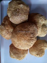 西藏野生菌批發(fā)網(wǎng) 品種多樣 質(zhì)量