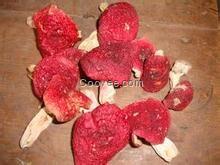 青海野生菌批發網 品種多樣 質量