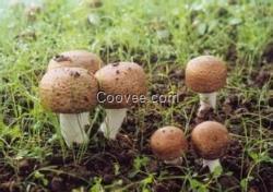 新疆野生菌批發網 品種多樣 質量