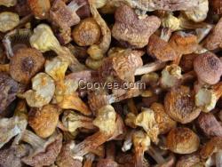 安徽野生菌批發網 品種多樣 質量