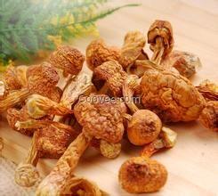 湖南野生菌批發網 品種多樣 質量